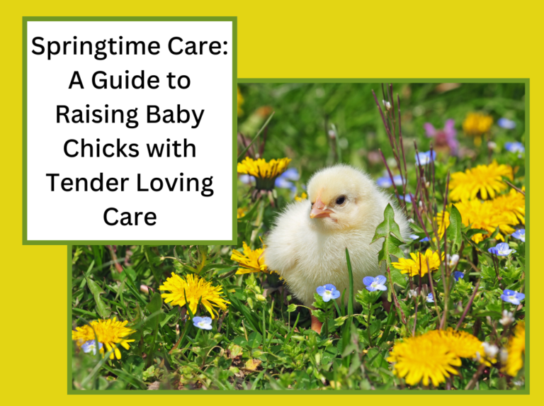 Springtime Care: A Guide to Raising Baby Chicks with Tender Loving Care