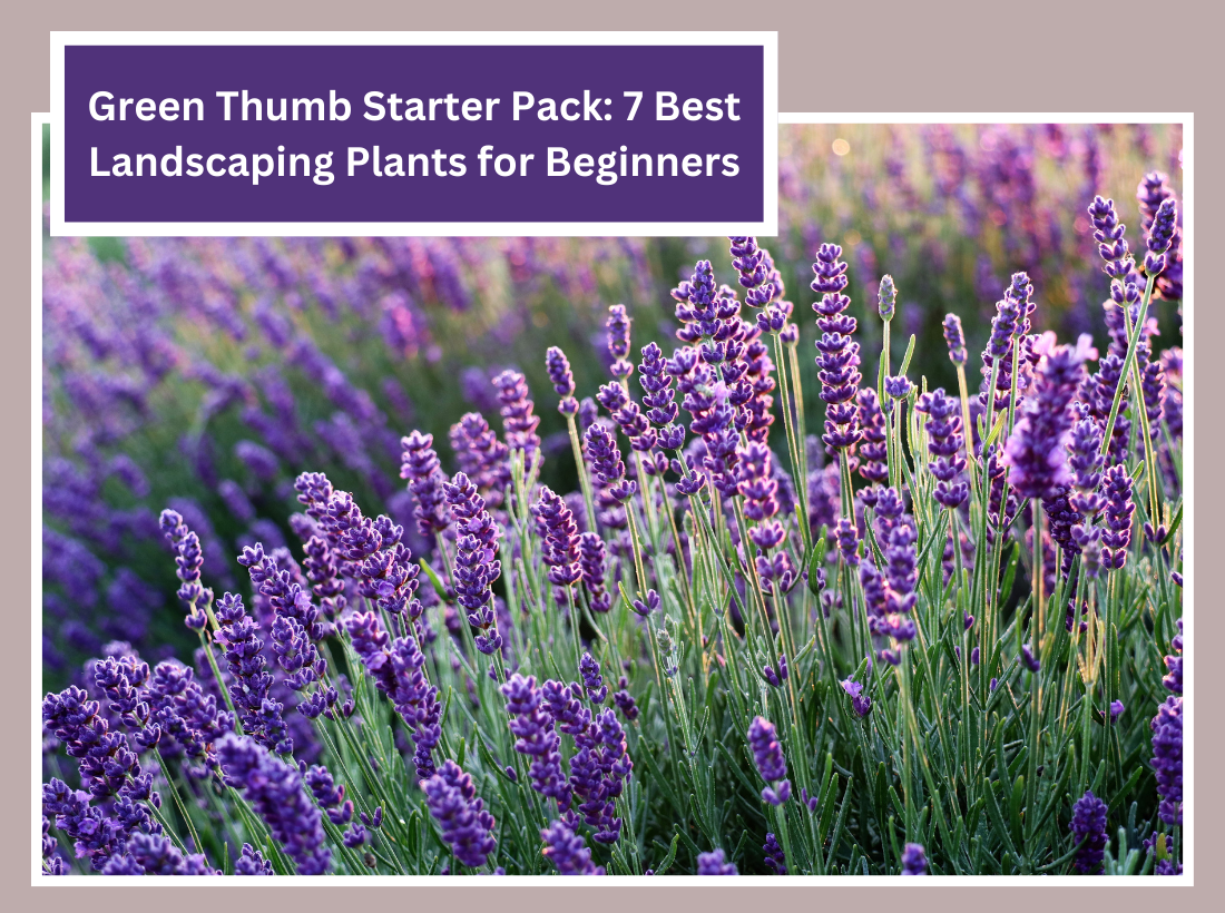 Green Thumb Starter Pack: 7 Best Landscaping Plants for Beginners